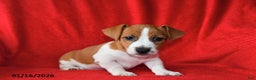 Jack Russell Terrier dogs for sale: Rolex - Ad 1