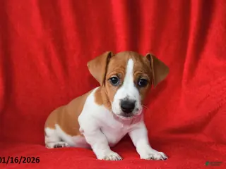 Jack Russell Terrier dogs Rolex - Ad 5