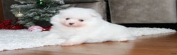 Pomeranian dogs for sale: Emerson - Ad 2