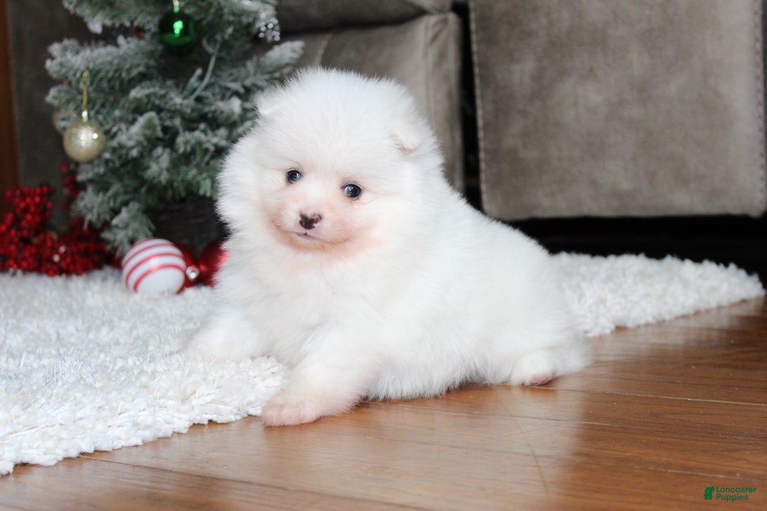 Pomeranian dogs for sale: Emerson - Ad 2