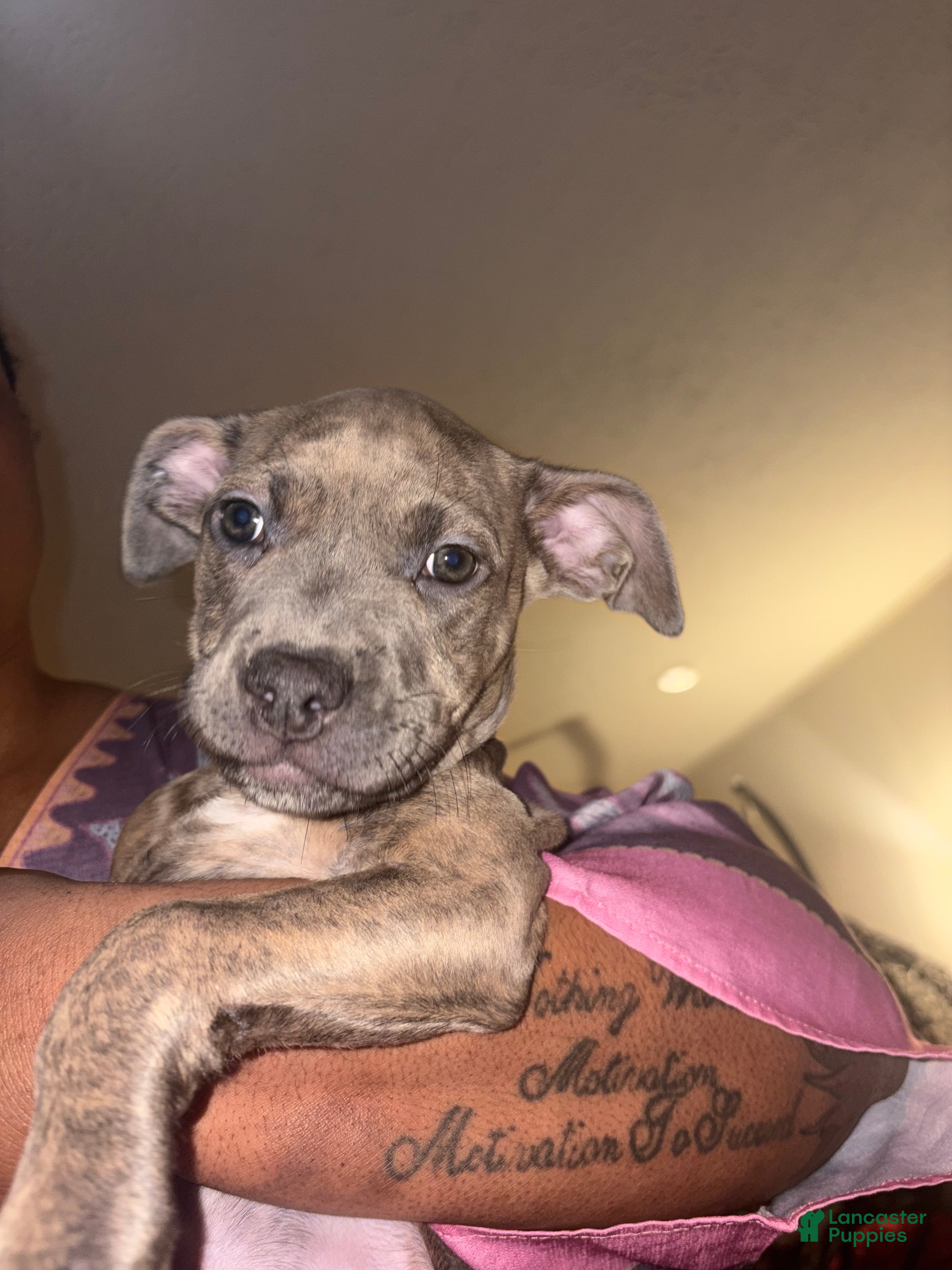 Staffordshire Bull Terrier dogs Staffordshire Bull Terrier Puppy 3 - Ad 1