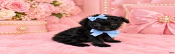 Toy Poodle dogs for sale: Toy Poodle 1 - Ad 1