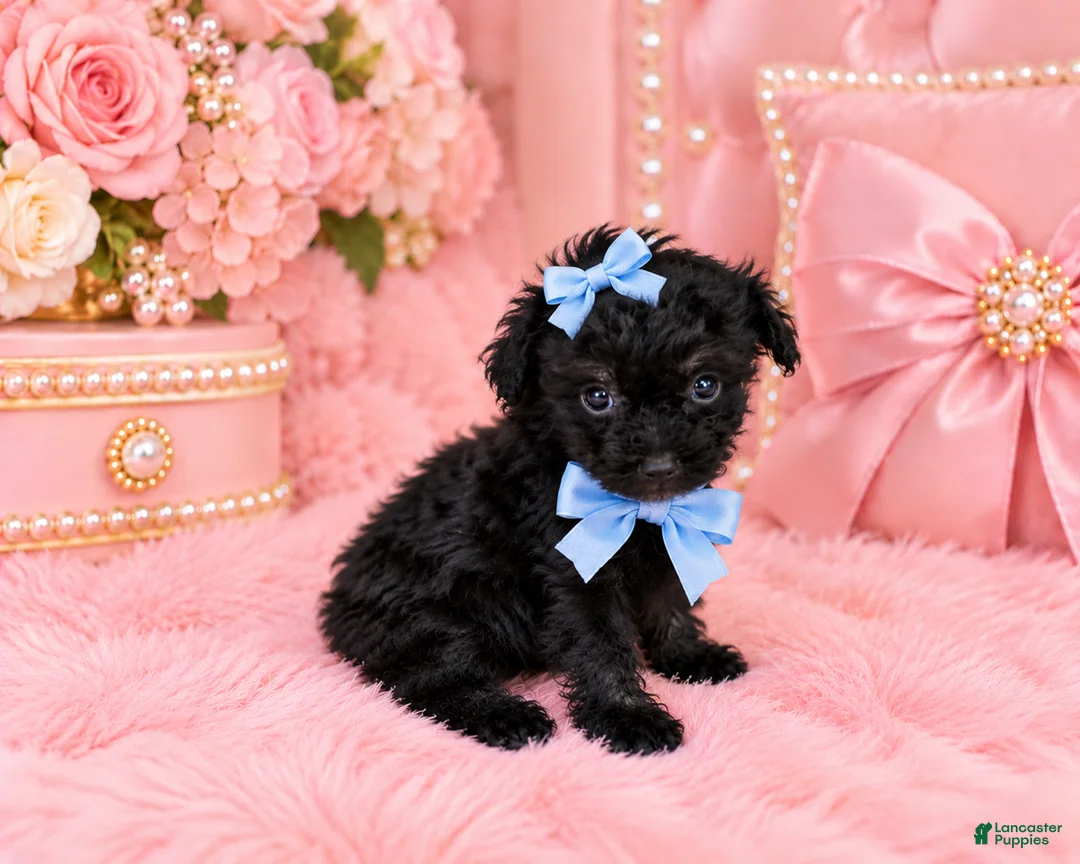 Toy Poodle dogs for sale: Toy Poodle 1 - Ad 1
