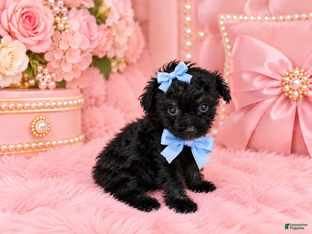 Toy Poodle dogs for sale: Toy Poodle 1 - Ad 1