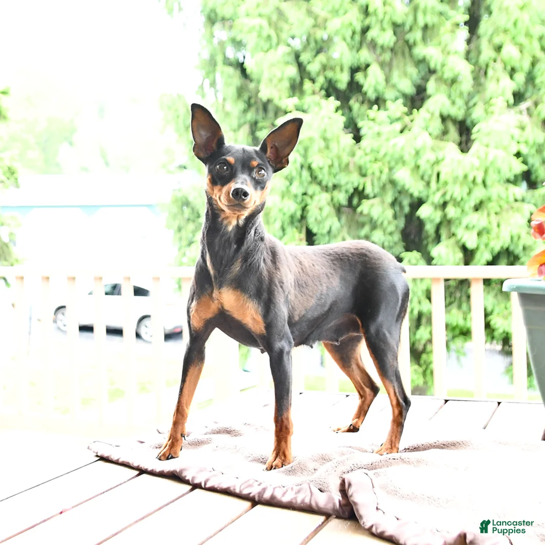 Miniature Pinscher dogs for sale: Frisbee - Ad 6