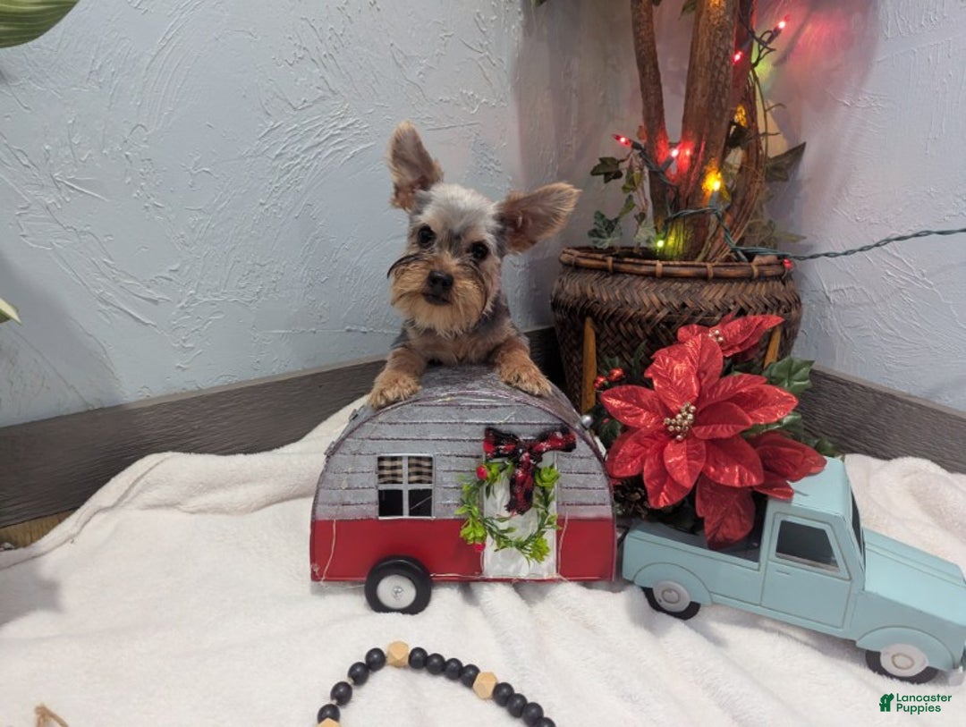 Yorkshire Terrier dogs for sale: Mike - Ad 4