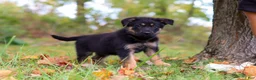 German Shepherd dogs for sale: Ronnie - Ad 2
