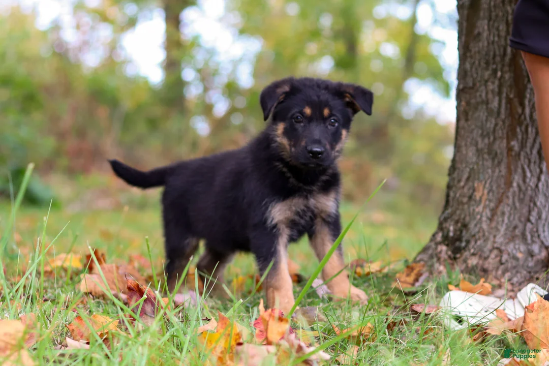 German Shepherd dogs for sale: Ronnie - Ad 2