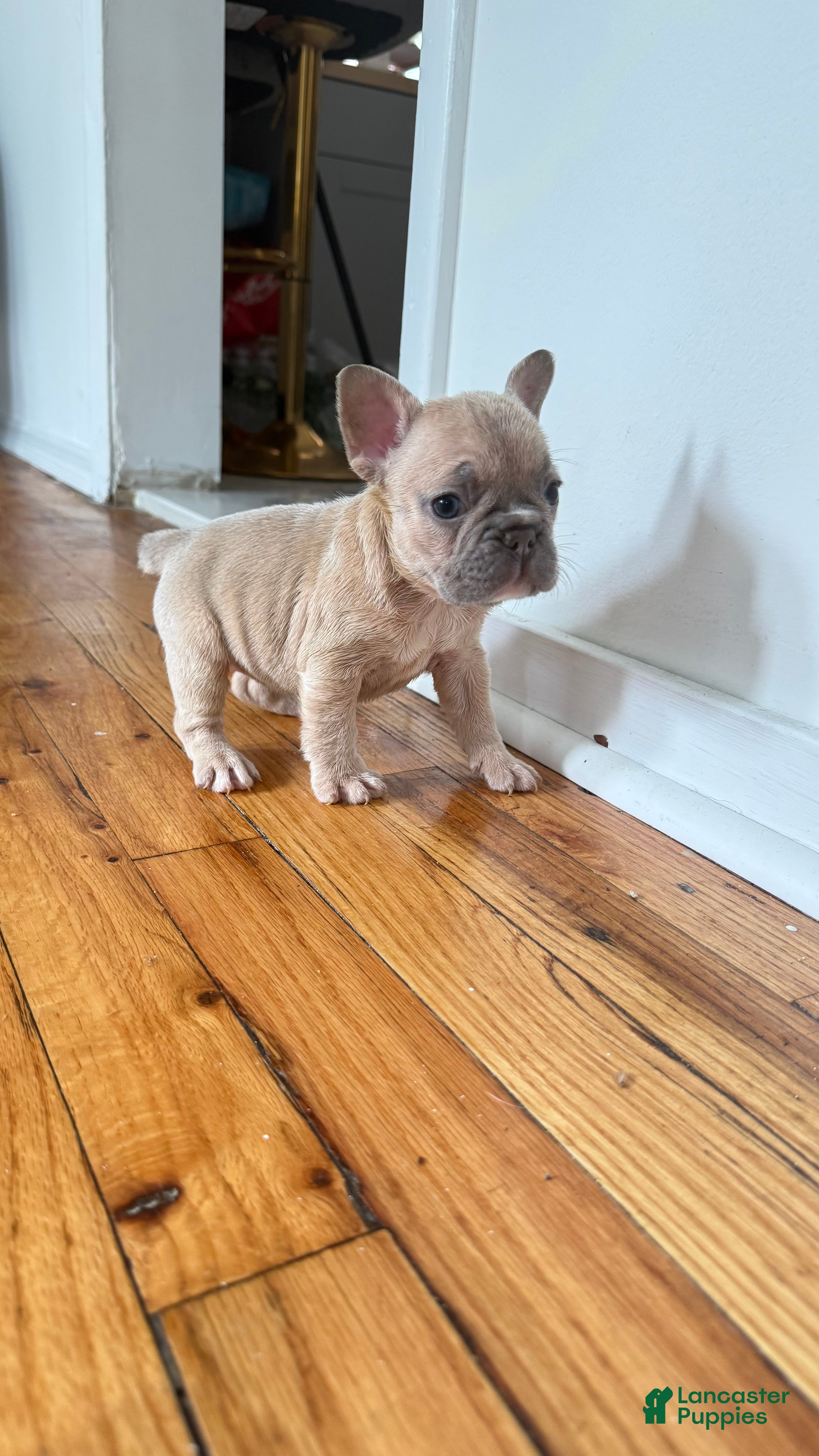 French Bulldog dogs Sunny - Ad 2