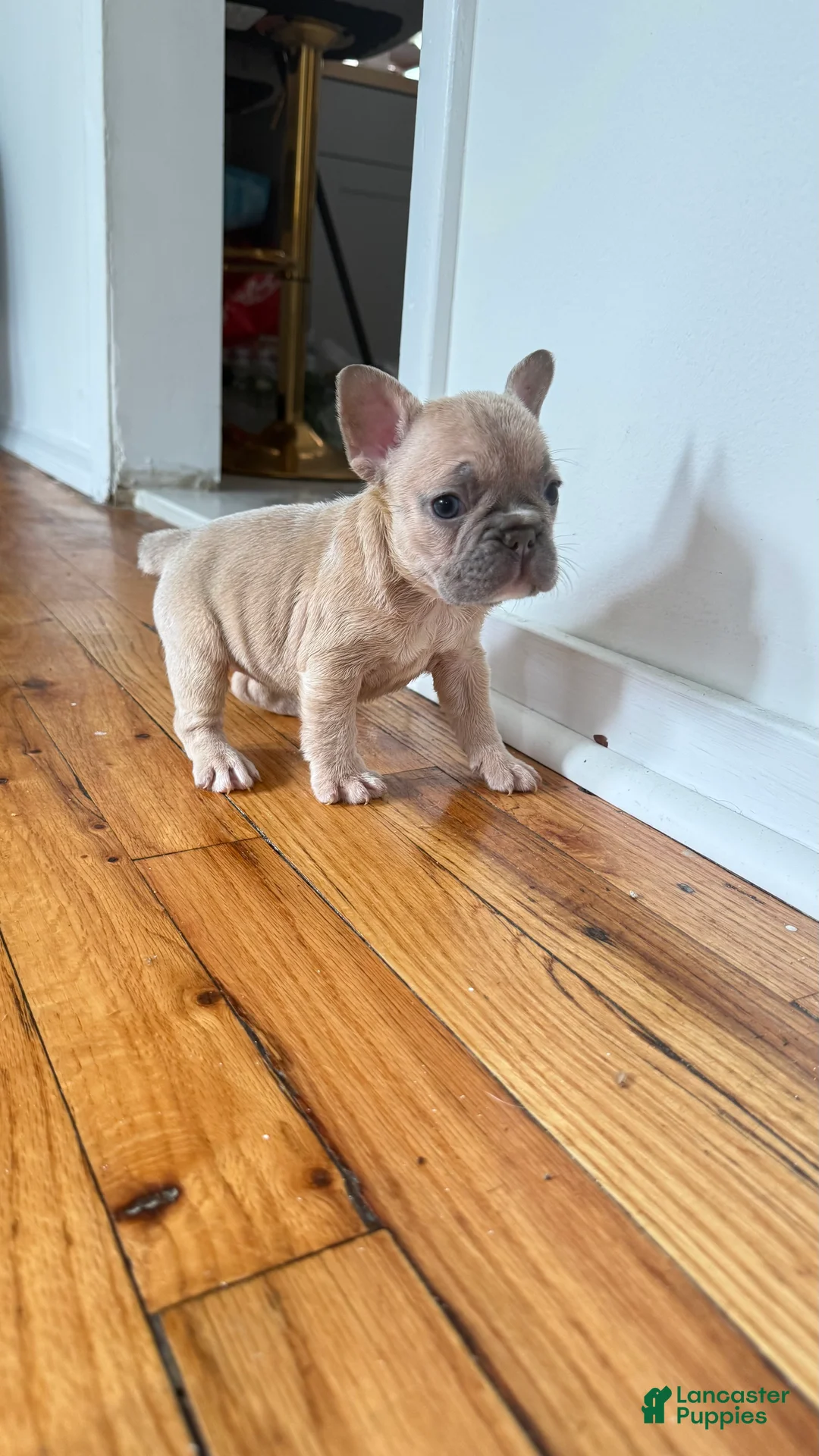 French Bulldog dogs for sale: Sunny - Ad 2