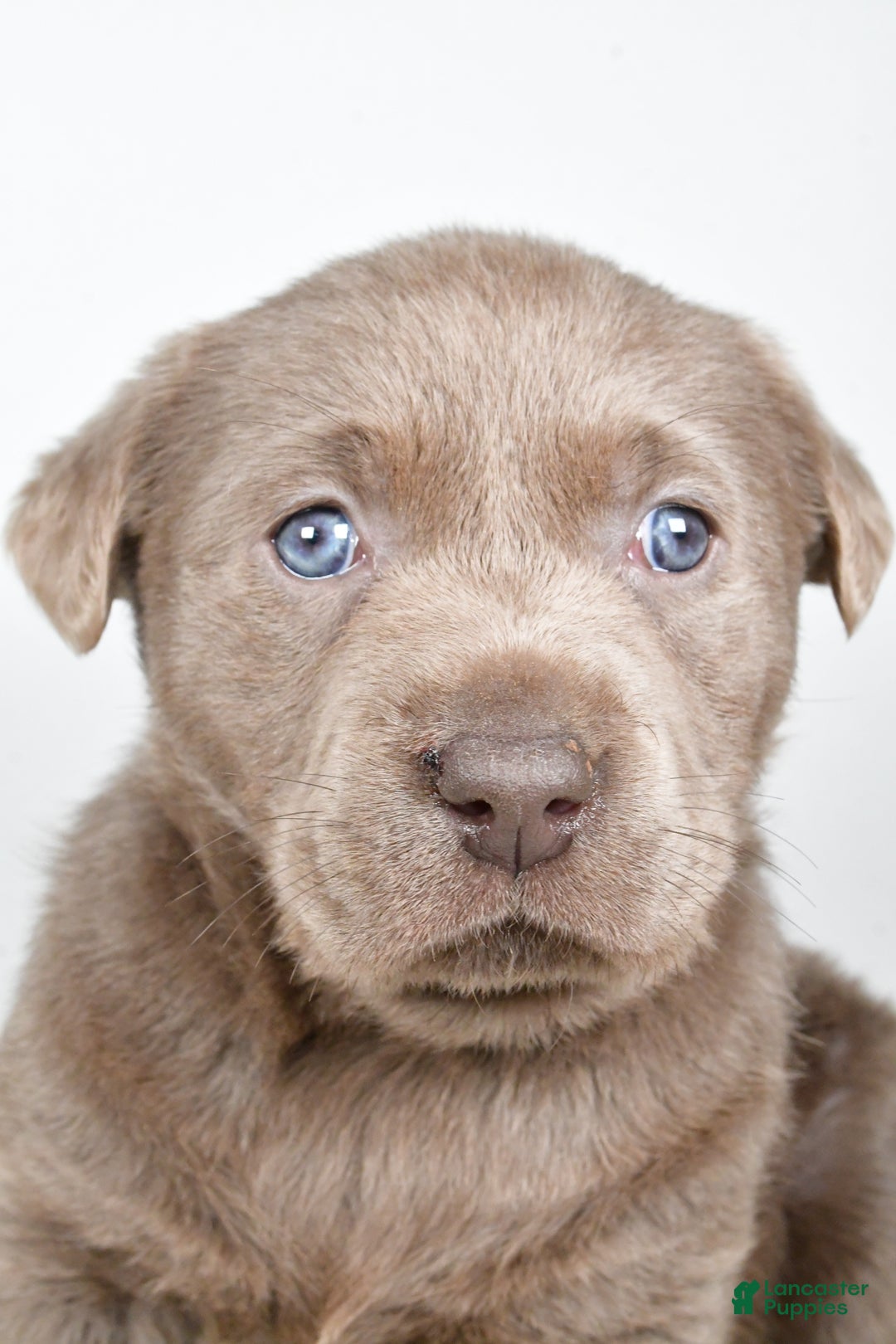 Labrador Retriever dogs for sale: Luna - Ad 3