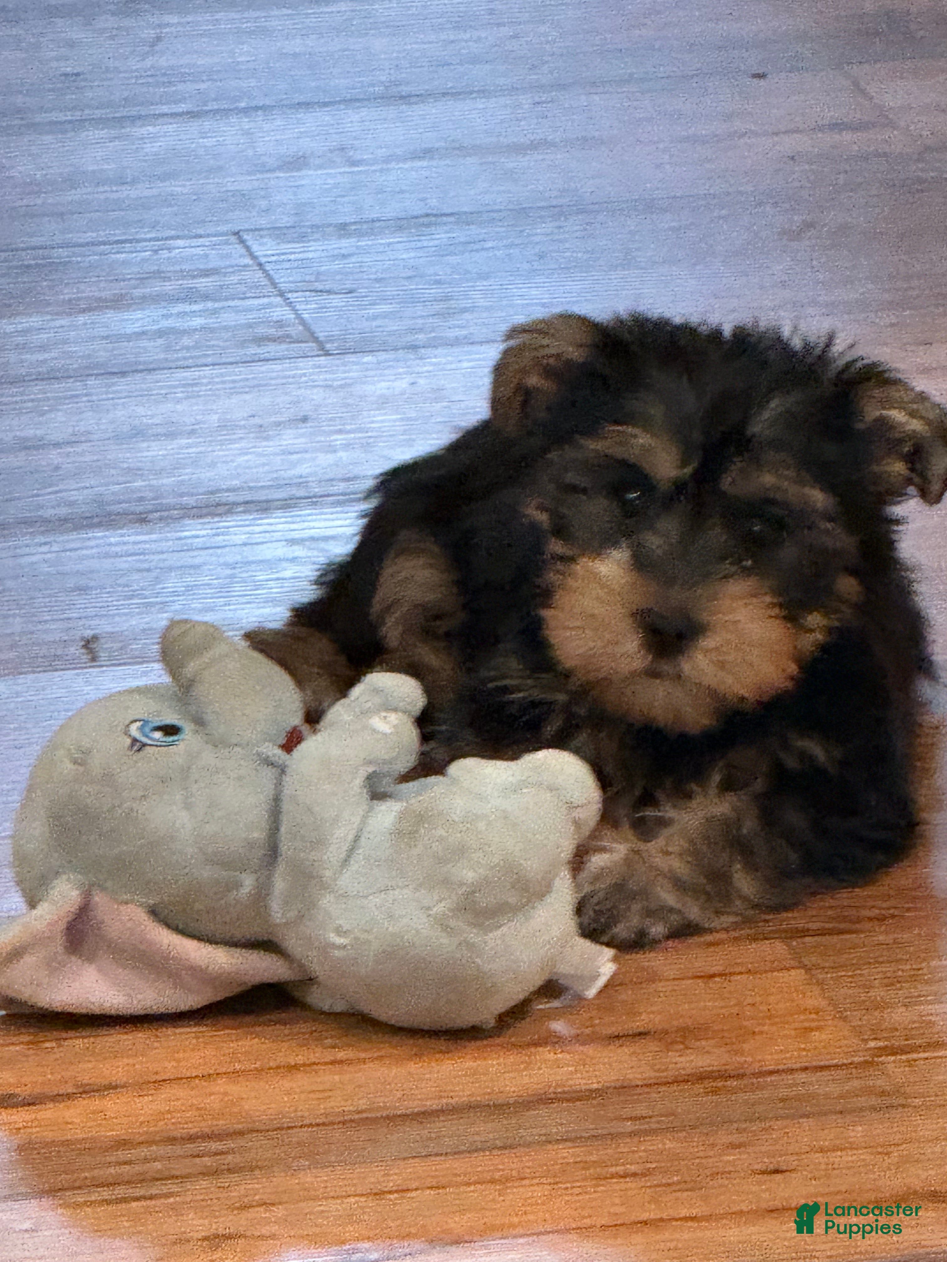 Yorkshire Terrier dogs Yorkshire Terrier Puppy 2 Tank - Ad 2