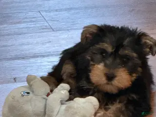 Yorkshire Terrier dogs for sale: Yorkshire Terrier Puppy 2 Tank - Ad 1