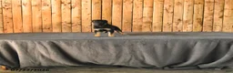 German Shepherd dogs for sale: Felicity - Ad 1