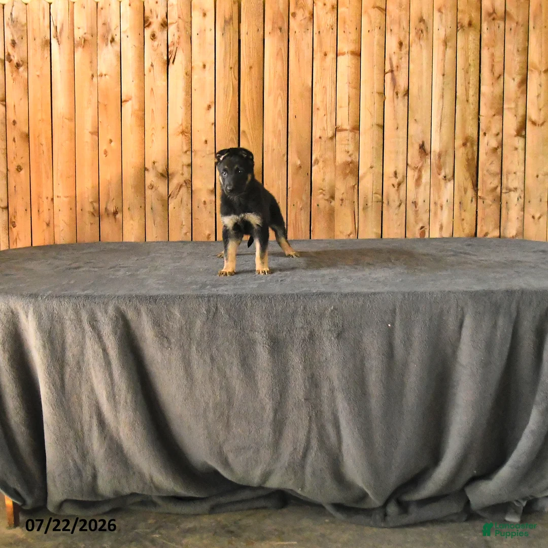 German Shepherd dogs for sale: Felicity - Ad 1