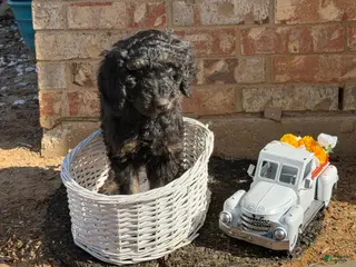 Goldendoodle dogs Dunkin - Ad 7