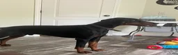 Doberman Pinscher dogs for sale: Dobie Girl - Ad 3