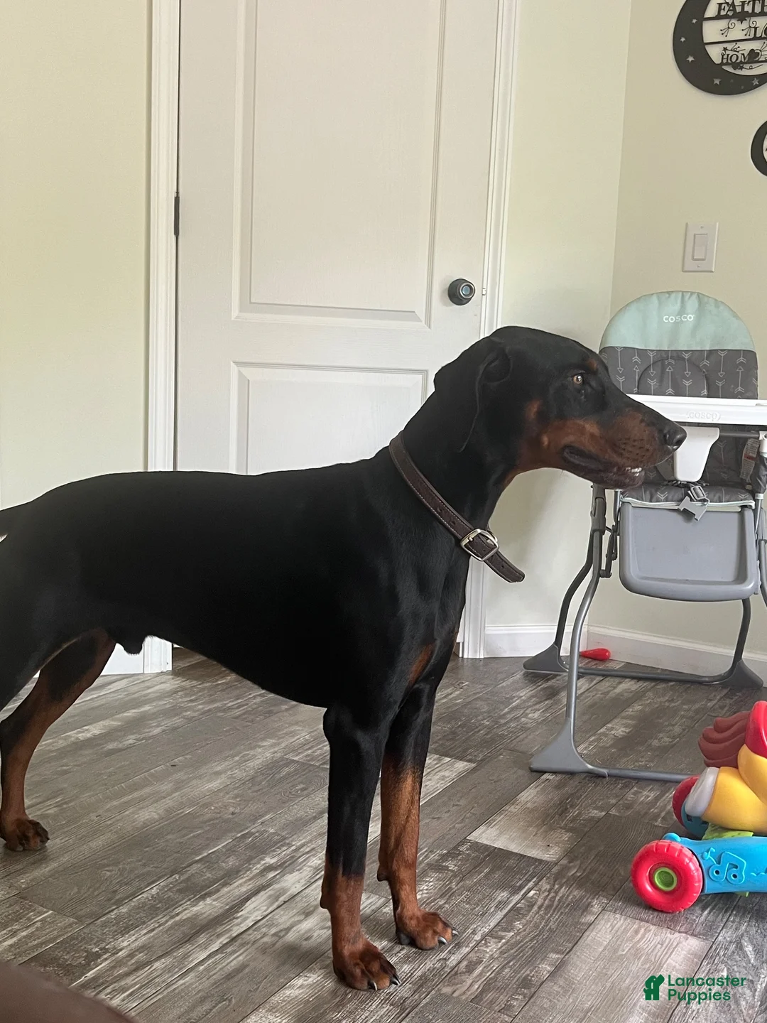 Doberman Pinscher dogs for sale: Dobie Girl - Ad 3