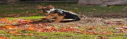 German Shepherd dogs for sale: German Shepherd 1 - Ad 2
