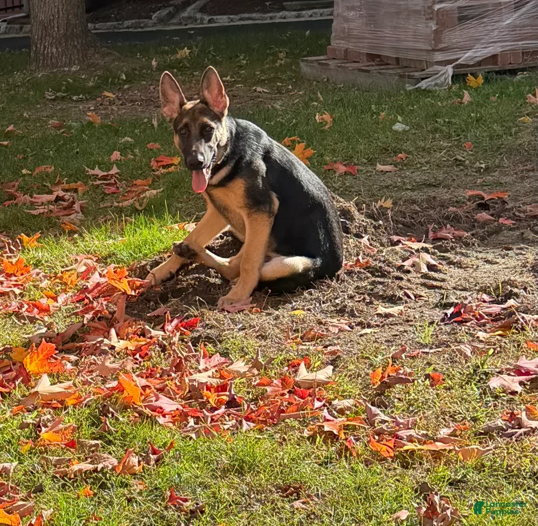 German Shepherd dogs for sale: German Shepherd 1 - Ad 2