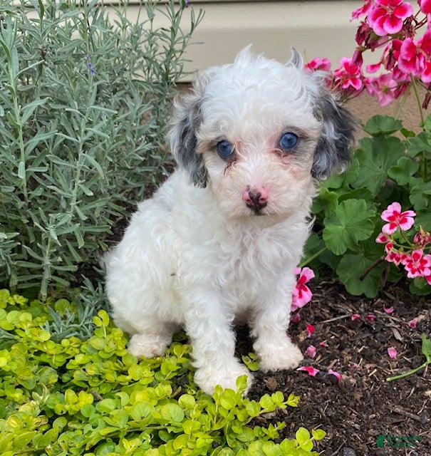 Cavapoo dogs Asher-small - Ad 1