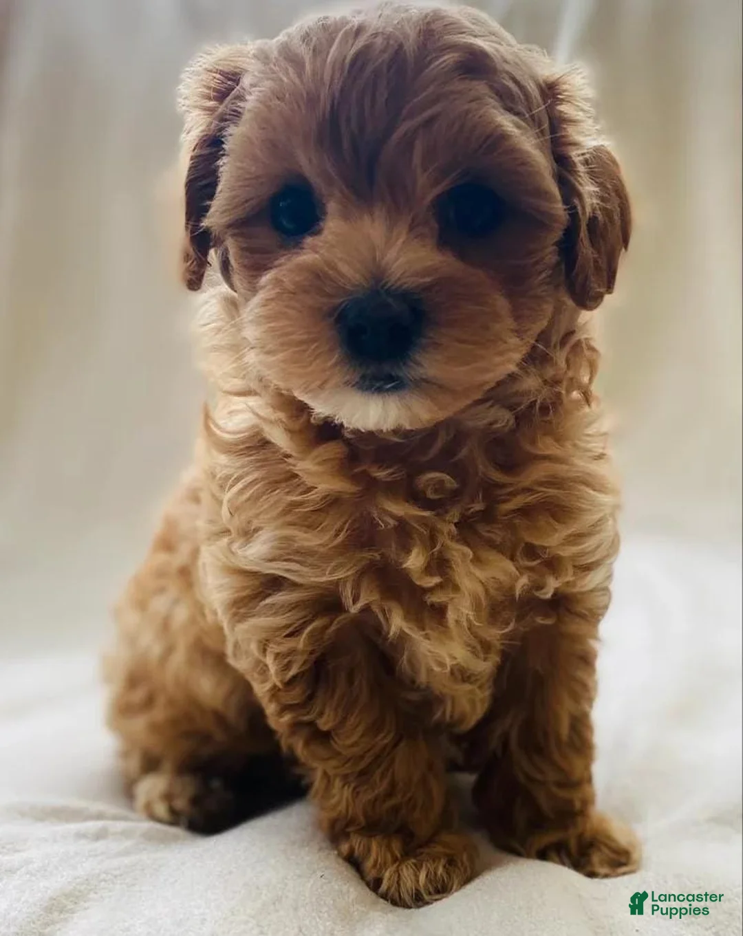 Maltipoo dogs for sale: Nicole - Ad 1
