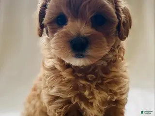 Maltipoo dogs Nicole - Ad 22