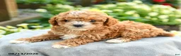 Toy Poodle dogs for sale: Alicia - Ad 2