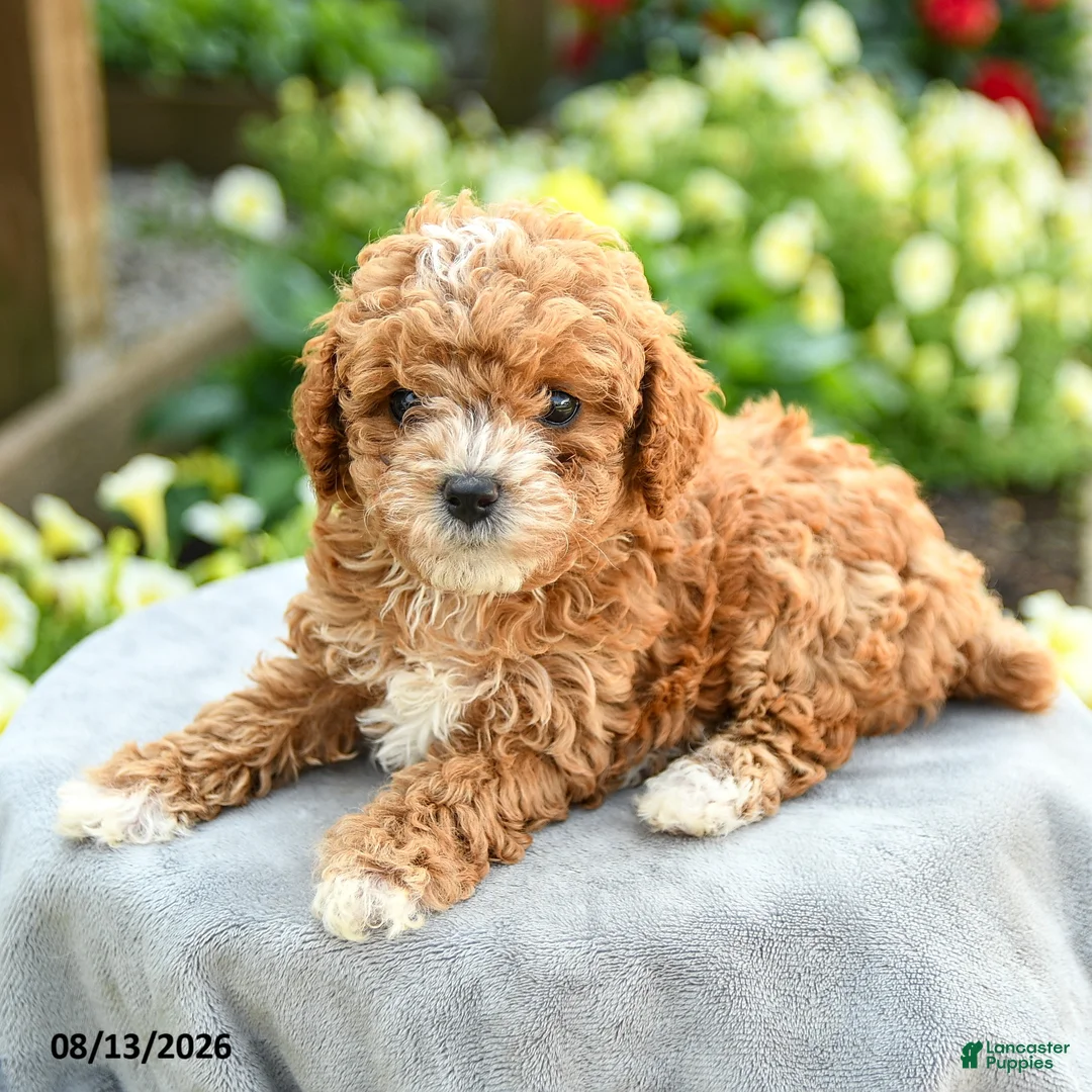 Toy Poodle dogs for sale: Alicia - Ad 2