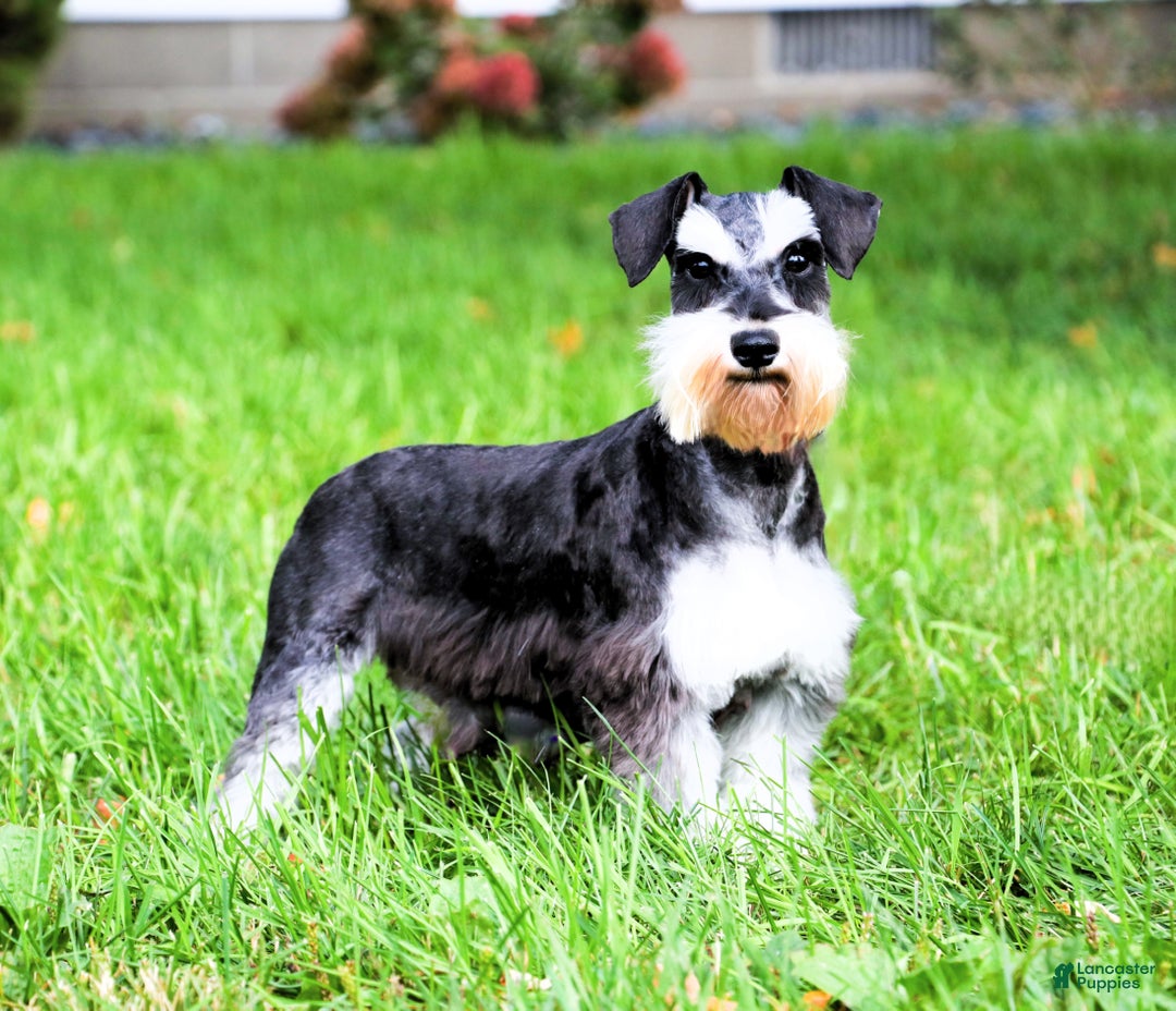Miniature Schnauzer dogs for sale: Isabella - Ad 4