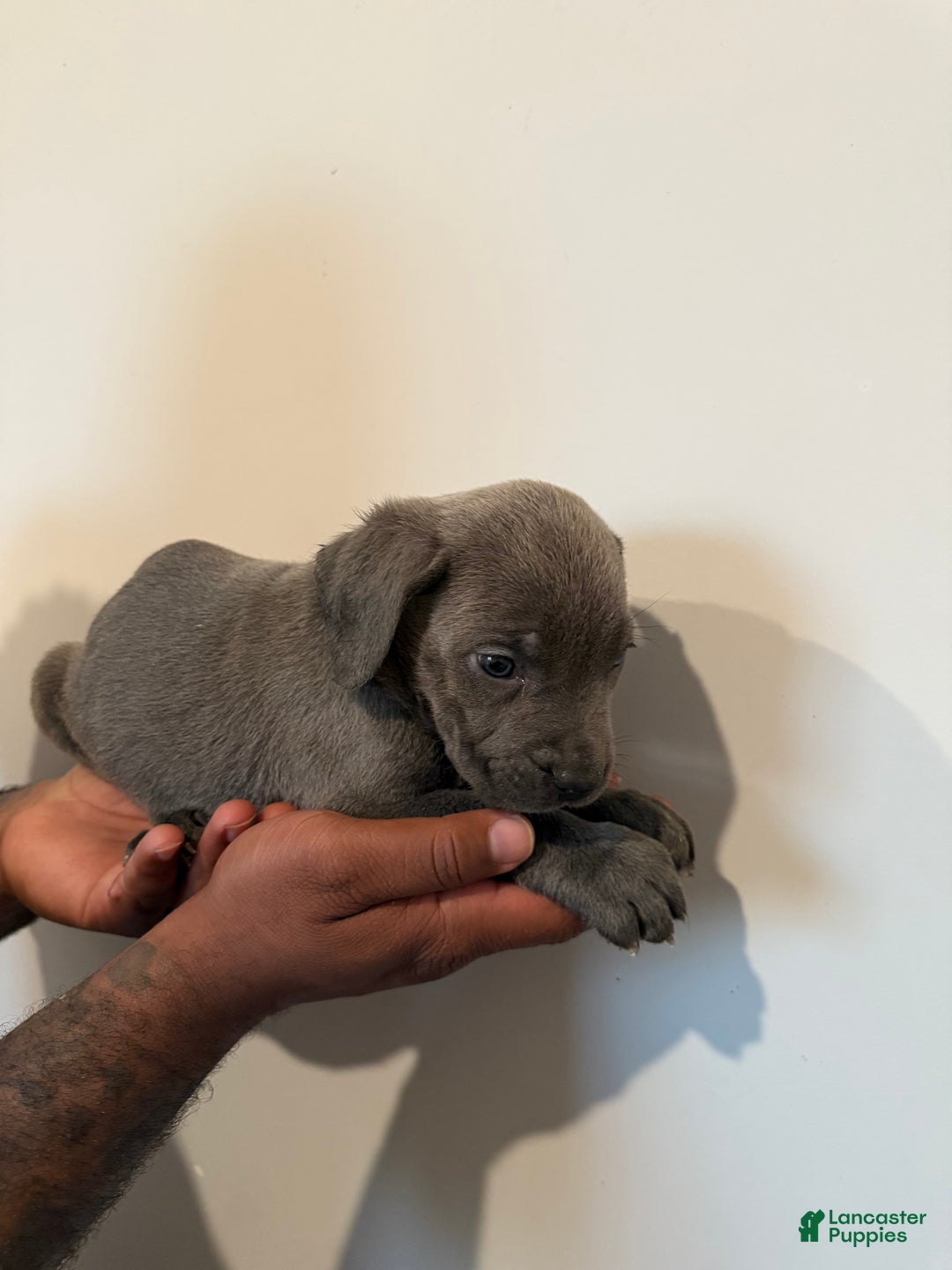 Cane Corso dogs for sale: Ceaser - Ad 3