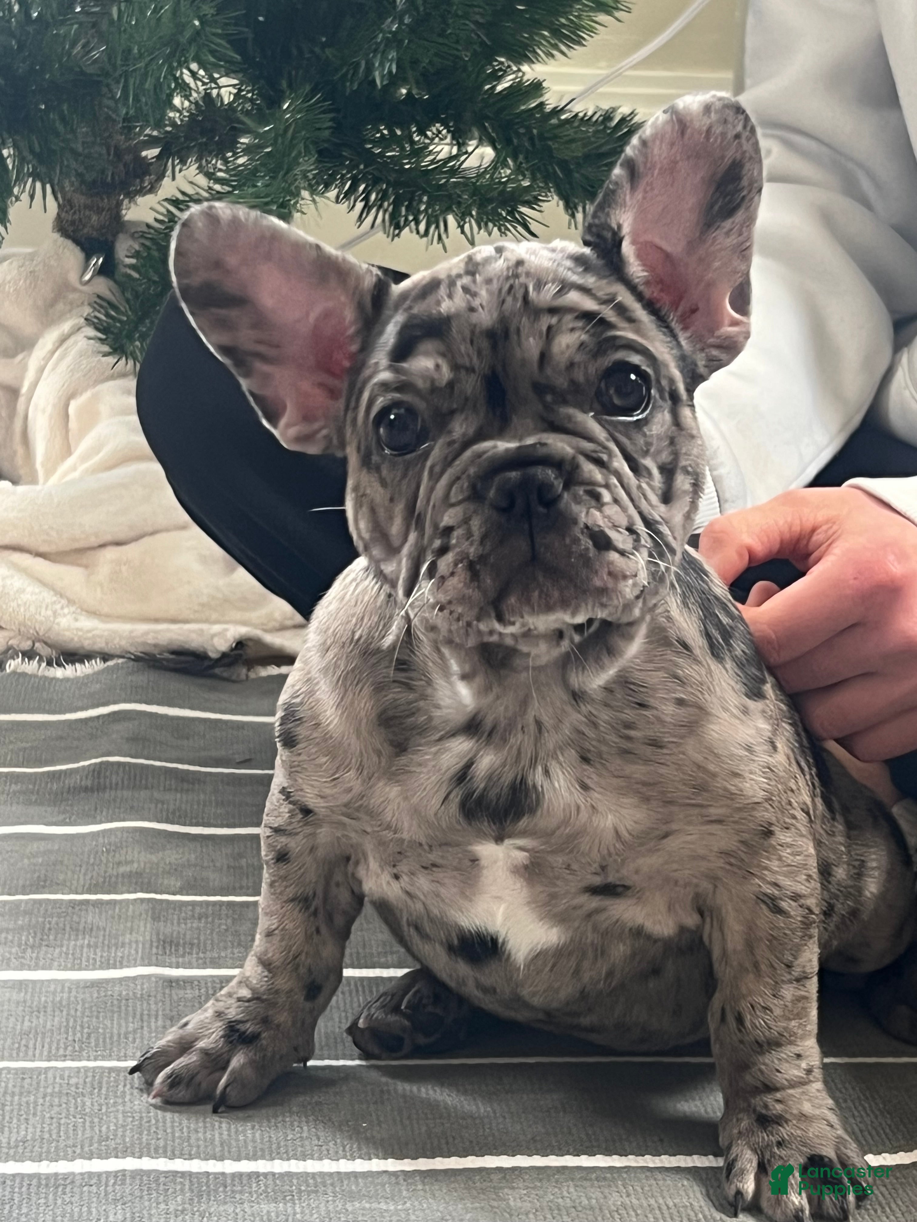 French Bulldog dogs Olympia - Ad 33