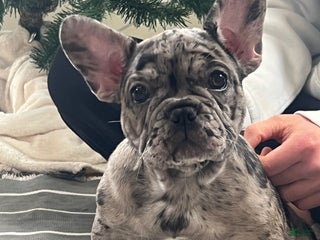 French Bulldog dogs Olympia - Ad 34