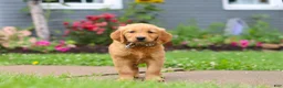 Golden Retriever dogs for sale: Buster - Ad 6