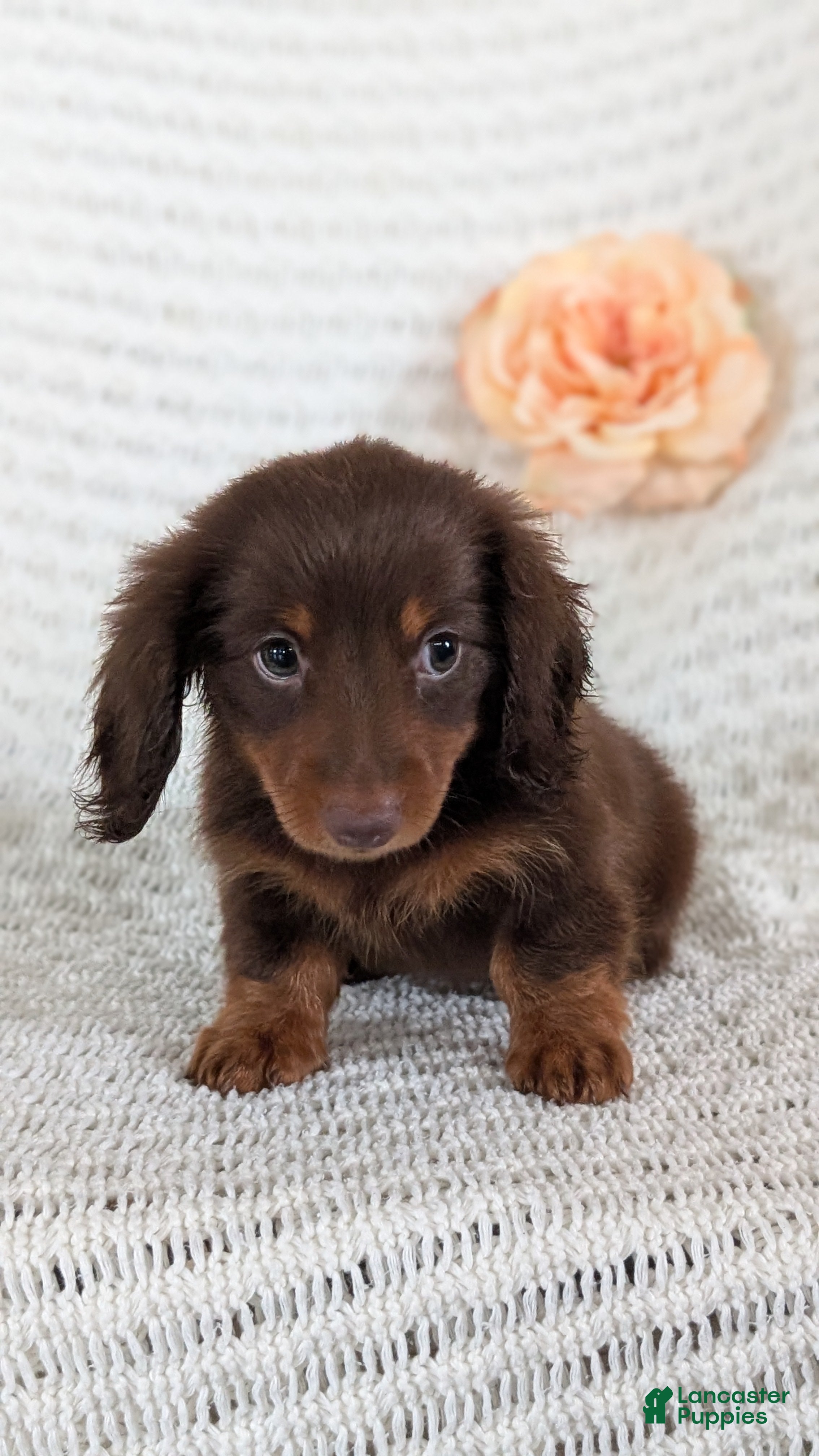 Miniature Dachshund dogs Zion - Ad 2