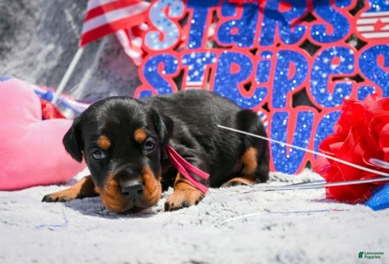 Doberman Pinscher dogs Girl 2 - Ad 1