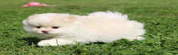 Pomeranian dogs for sale: Lola - Ad 2