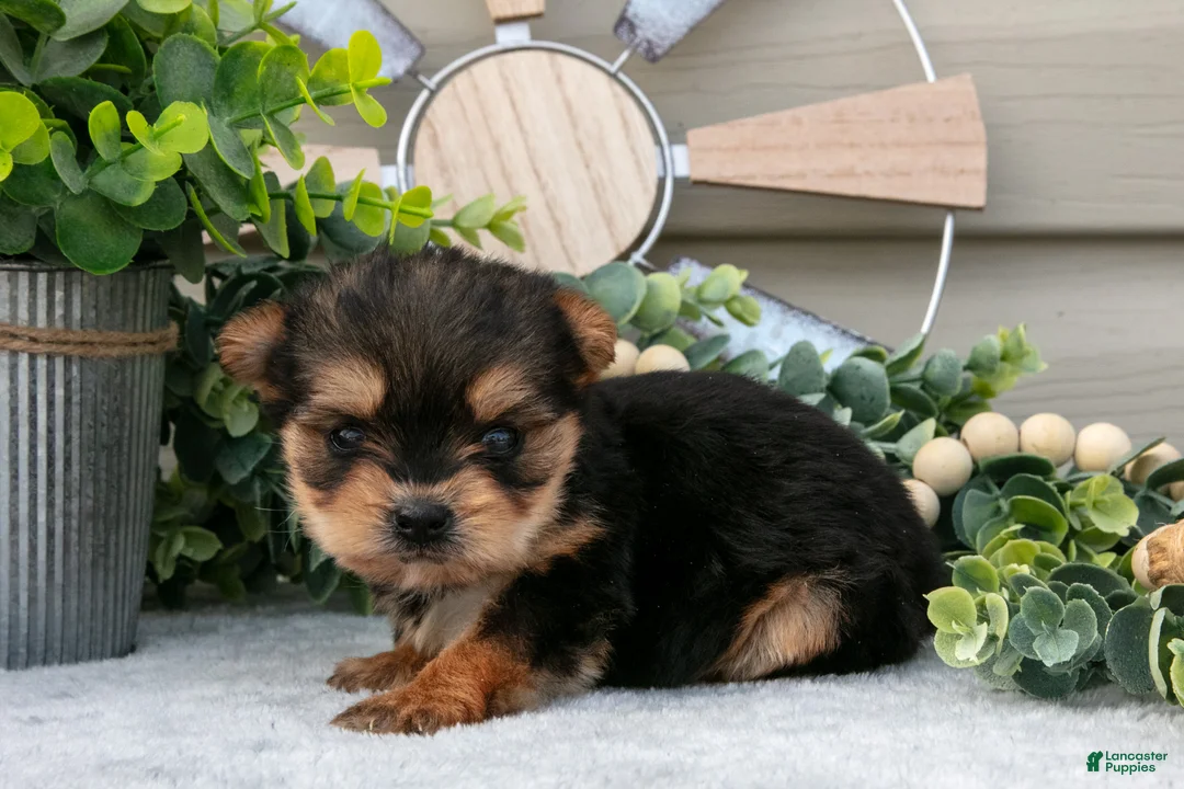 Yorkshire Terrier dogs for sale: Anna - Ad 3