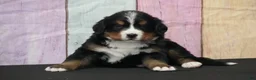 Bernese Mountain Dog dogs for sale: Bernese Mountain Dog Puppy 1 - Ad 1