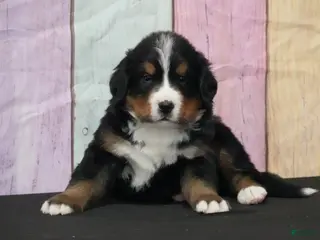 Bernese Mountain Dog dogs Bernese Mountain Dog Puppy 1 - Ad 30