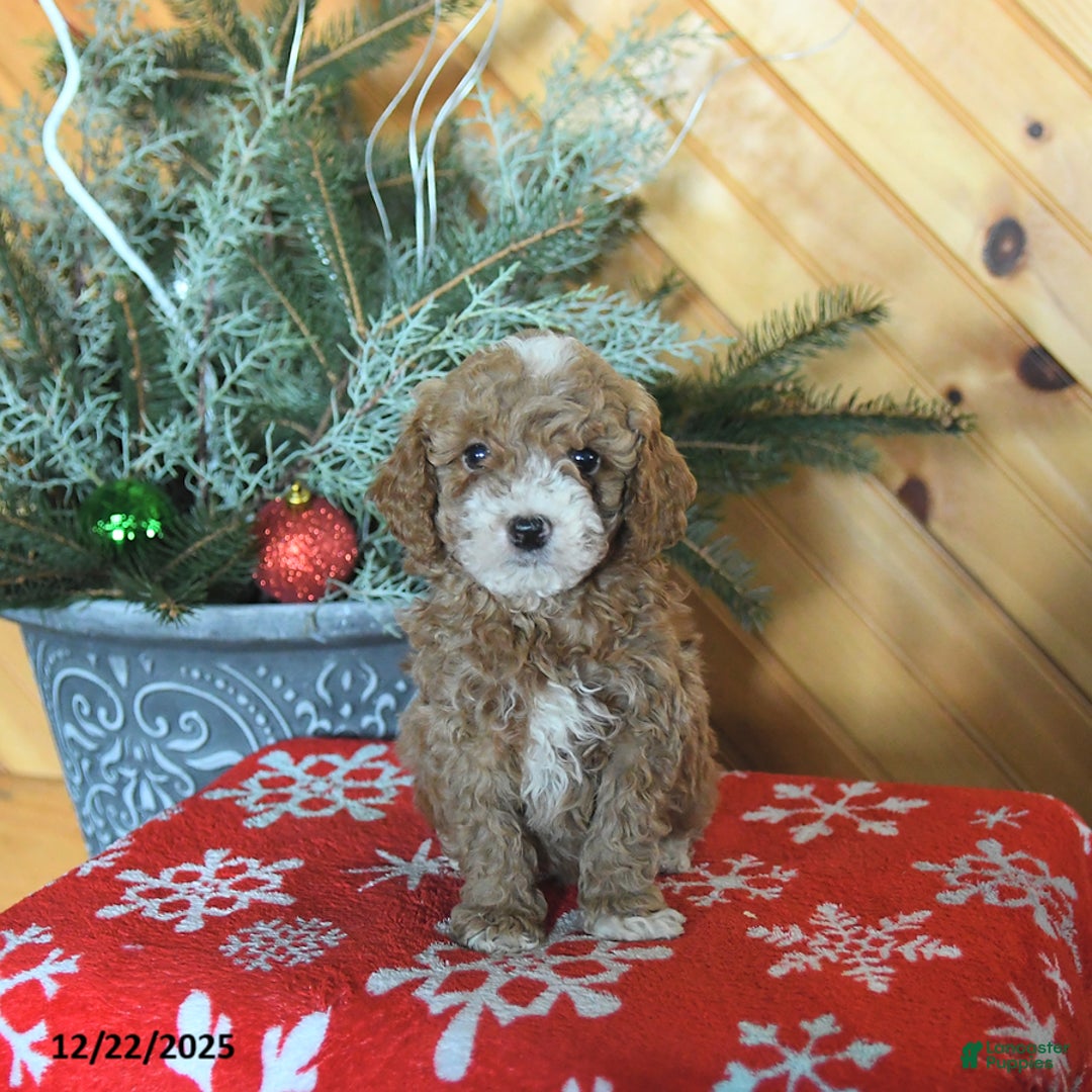 Mini Goldendoodle dogs for sale: Sage - Ad 2
