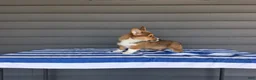 Welsh Corgi Pembroke dogs for sale: Louis - Ad 3