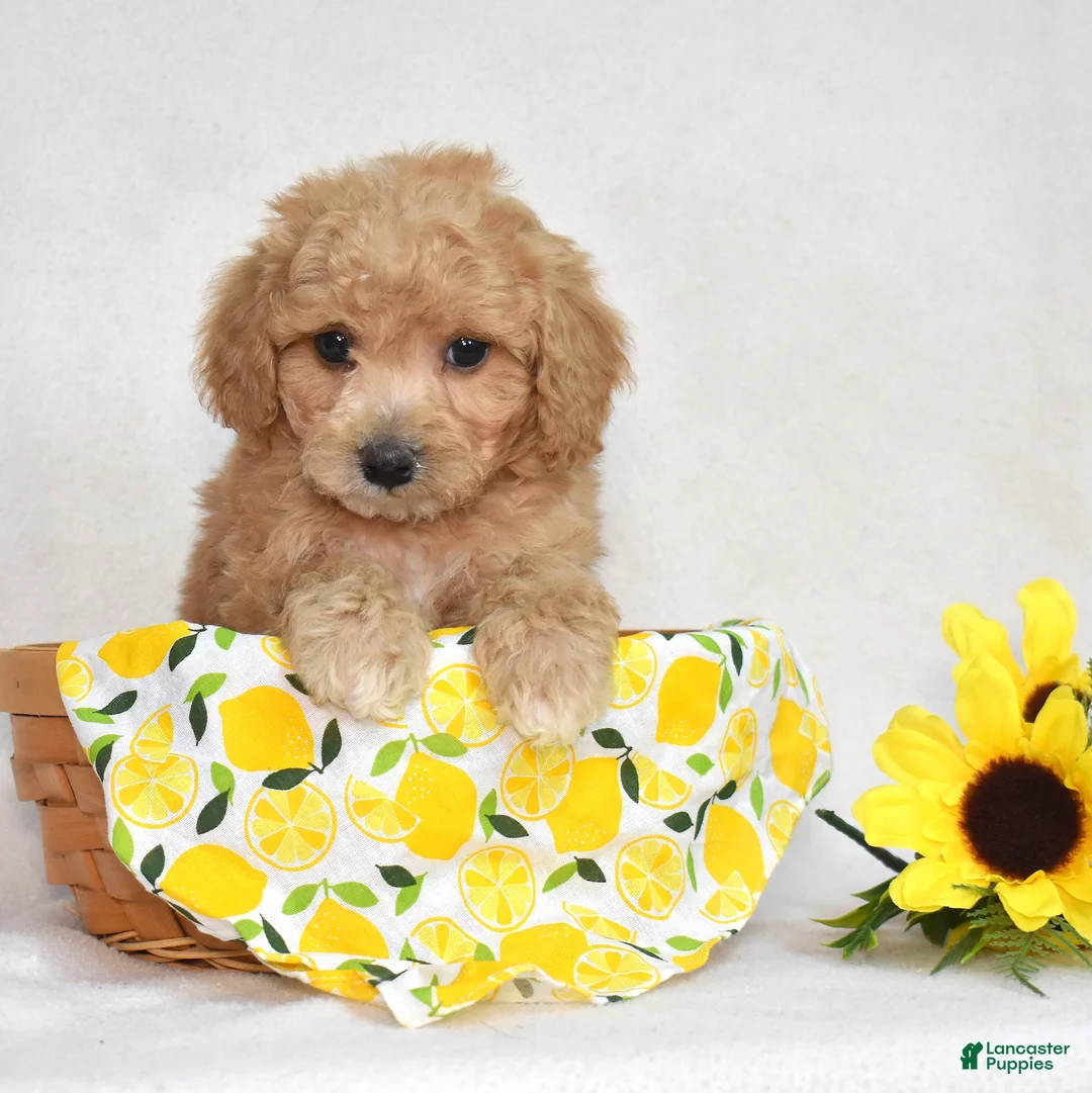 Bichpoo dogs for sale: Dill - Ad 1