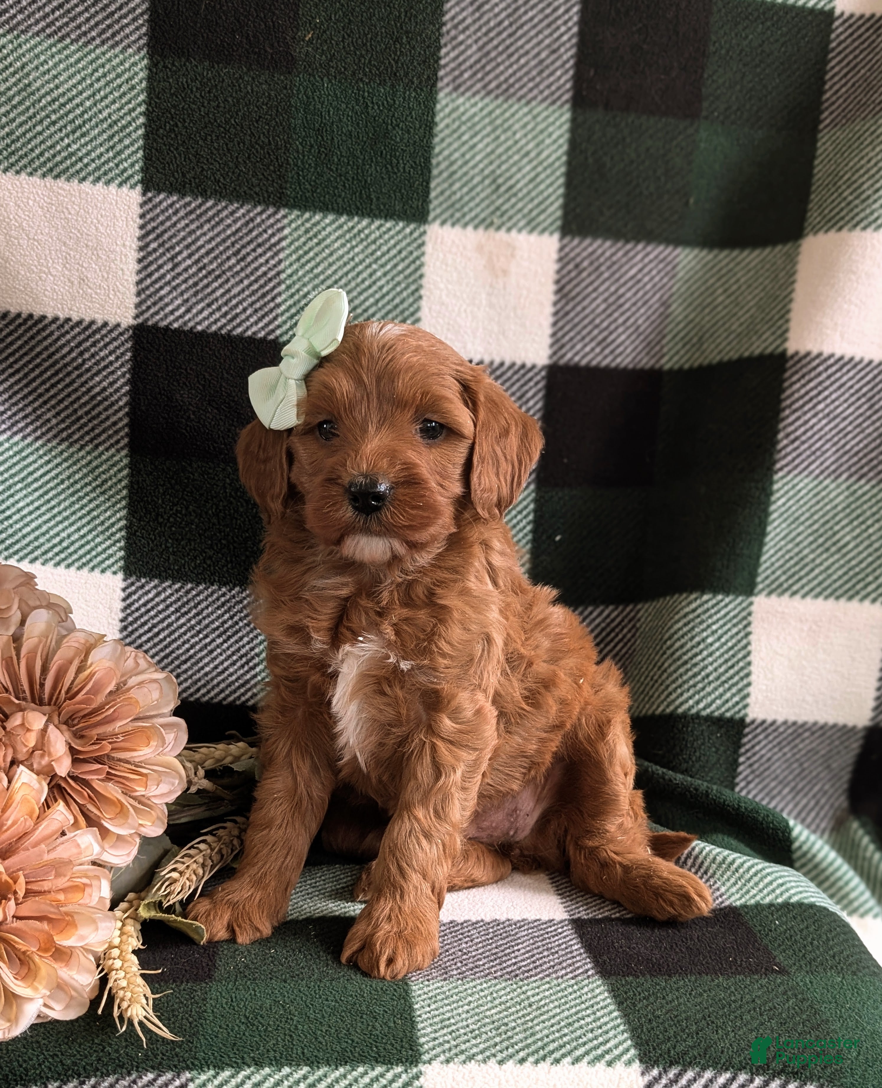 Mini Goldendoodle dogs Keanna Hypoallergenic - Ad 1