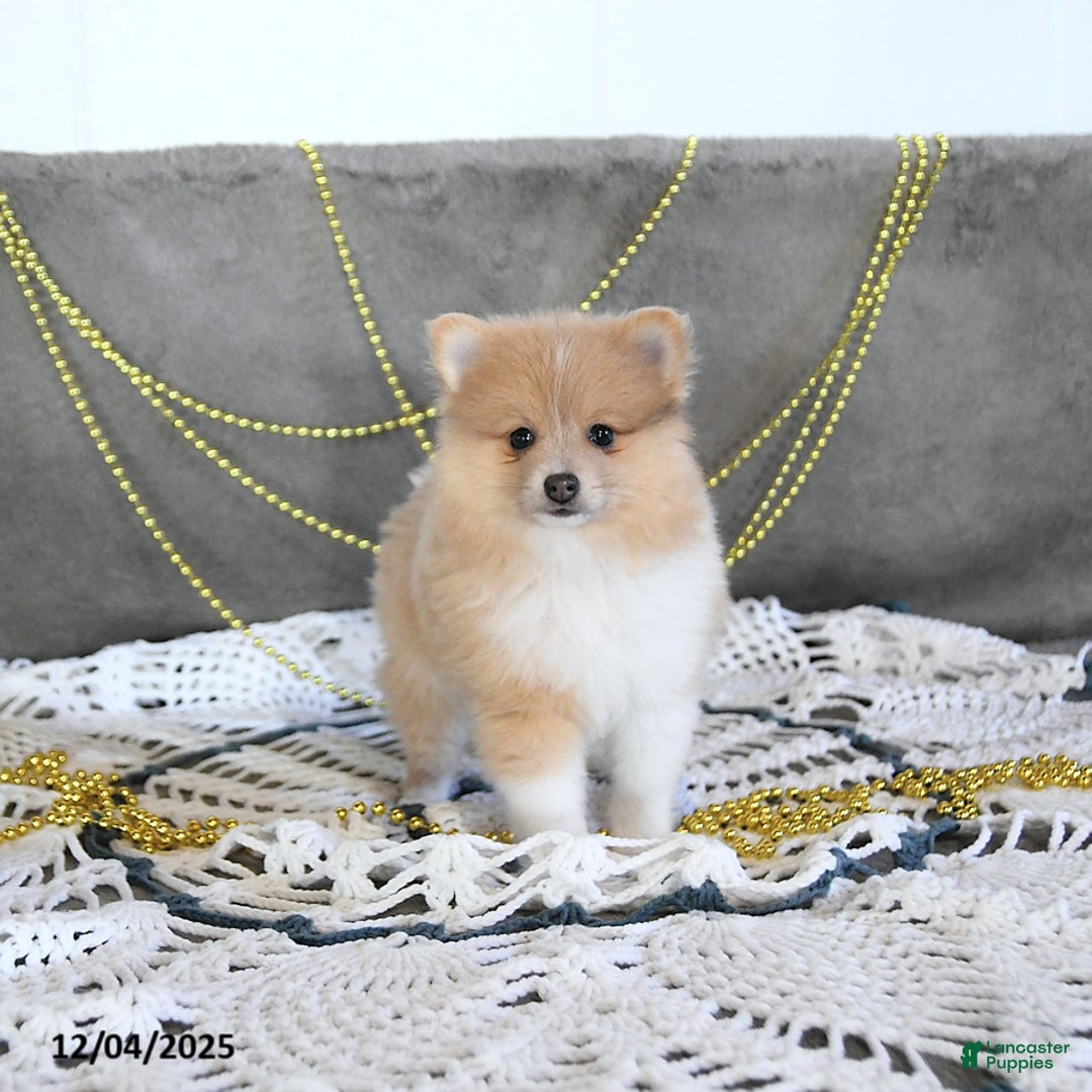Pomeranian dogs for sale: Riena GENETIC TESTED - Ad 9