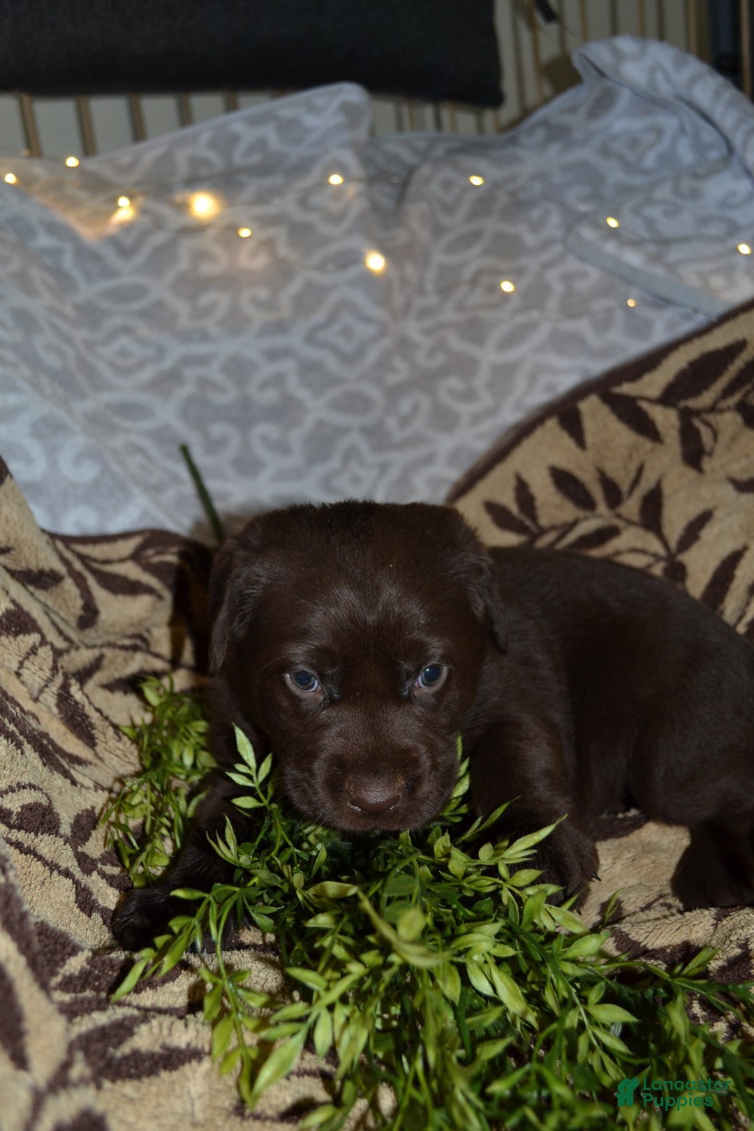 Labrador Retriever dogs for sale: Macie - Ad 2