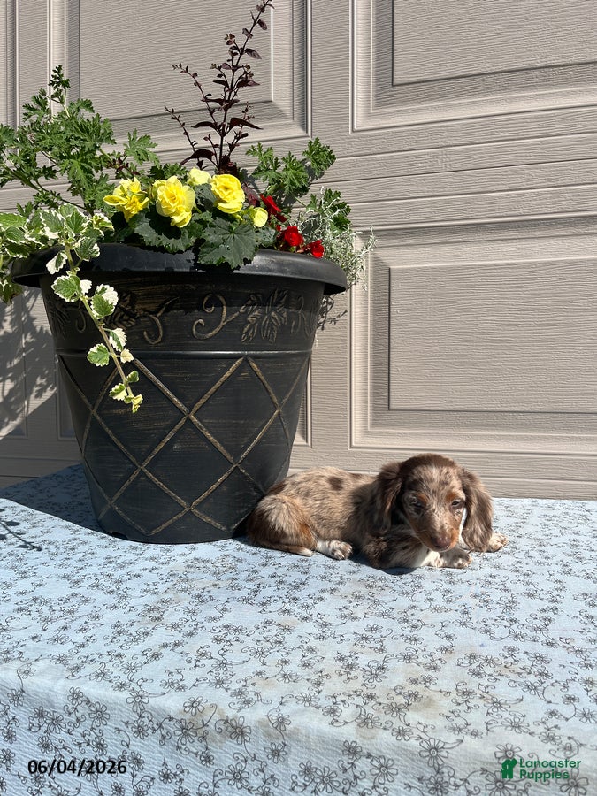Miniature Dachshund dogs for sale: Brownie - Ad 2