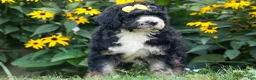 Bernedoodle dogs for sale: Dolly🎀  - Ad 5