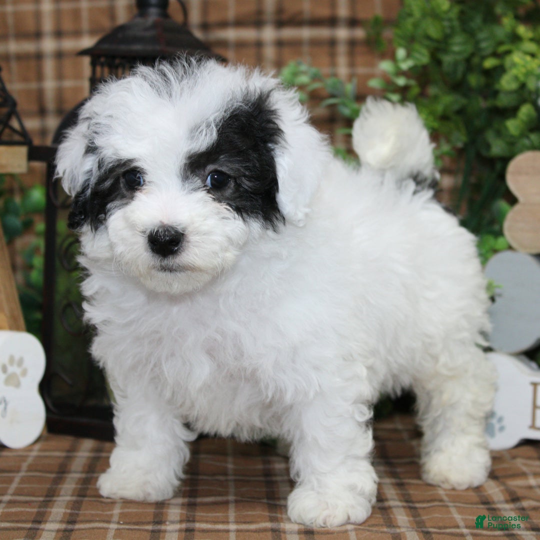 Sheepadoodle dogs for sale: Cashew - Ad 2