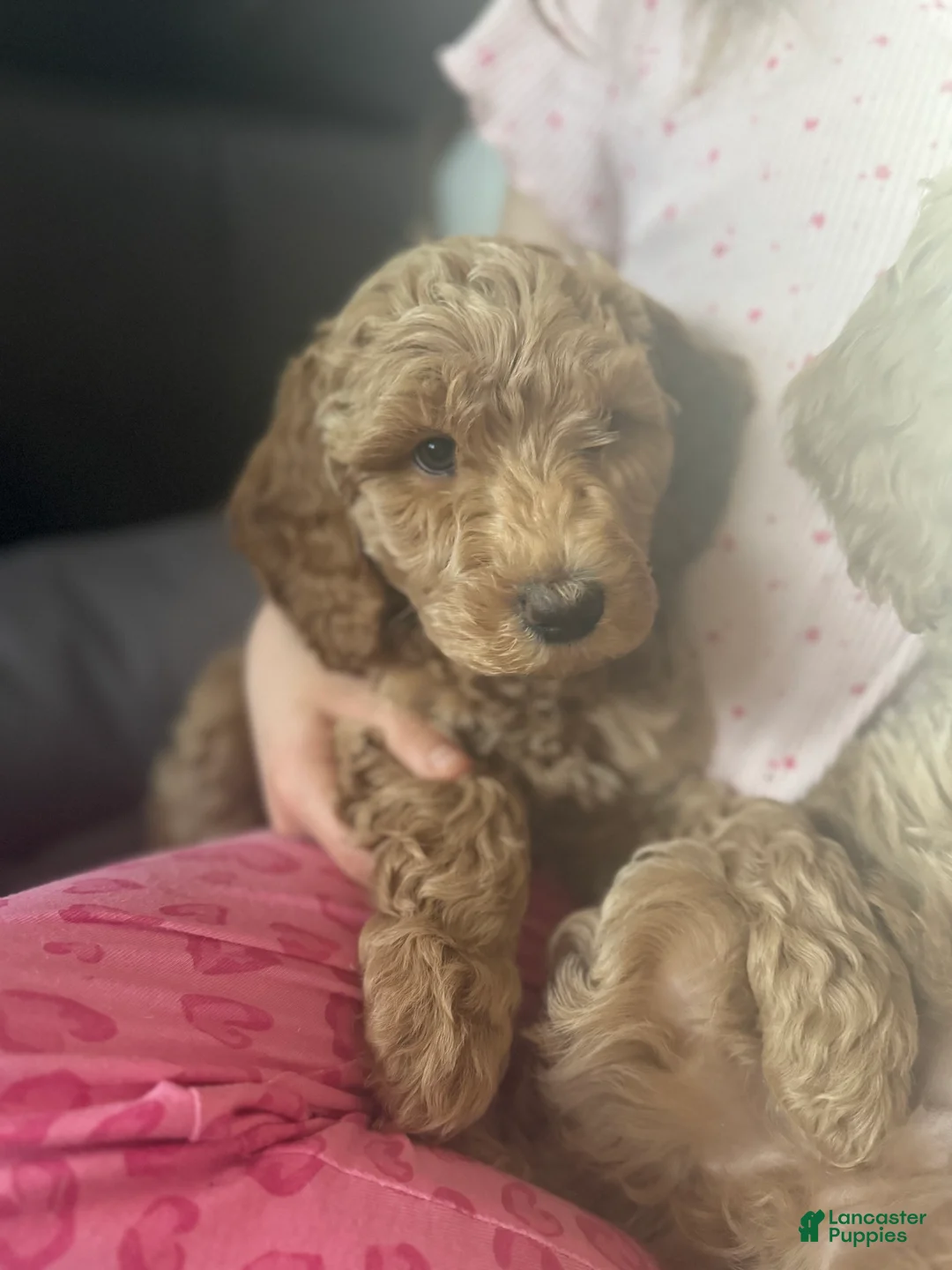 Labradoodle dogs for sale: Labradoodle Puppy 2 - Ad 2